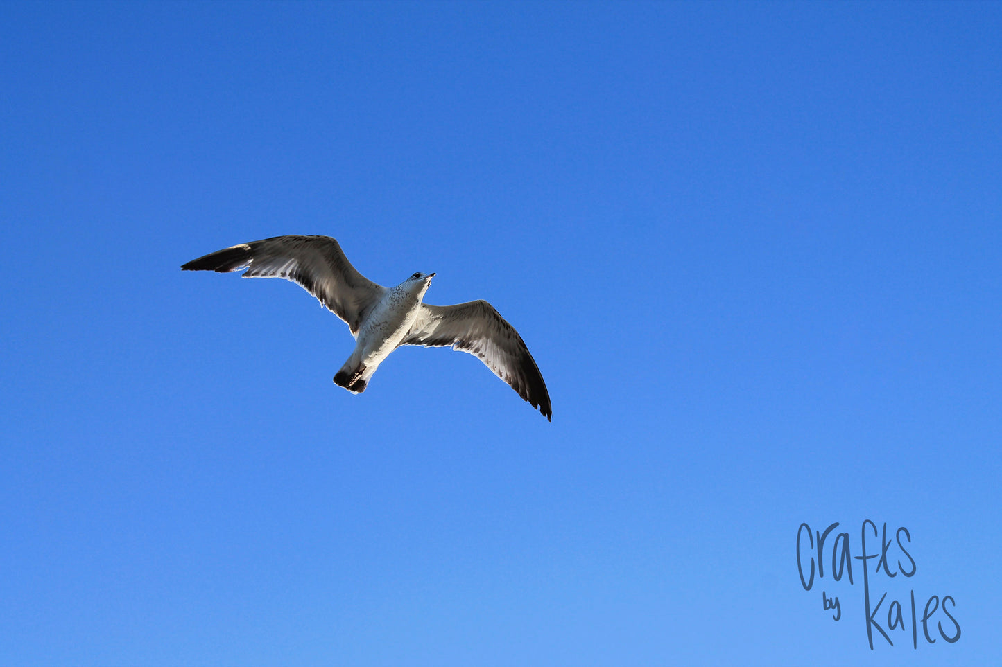 Soaring